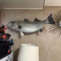 Mounted Fish