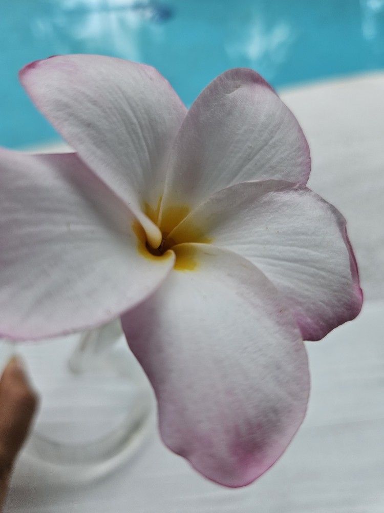Plumeria Plants