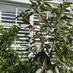 Java plum Duhat/Lumboy tree