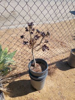 Free succulent desert landscape. Flowers