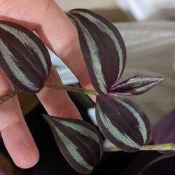Wandering Jew Plant Cuttings