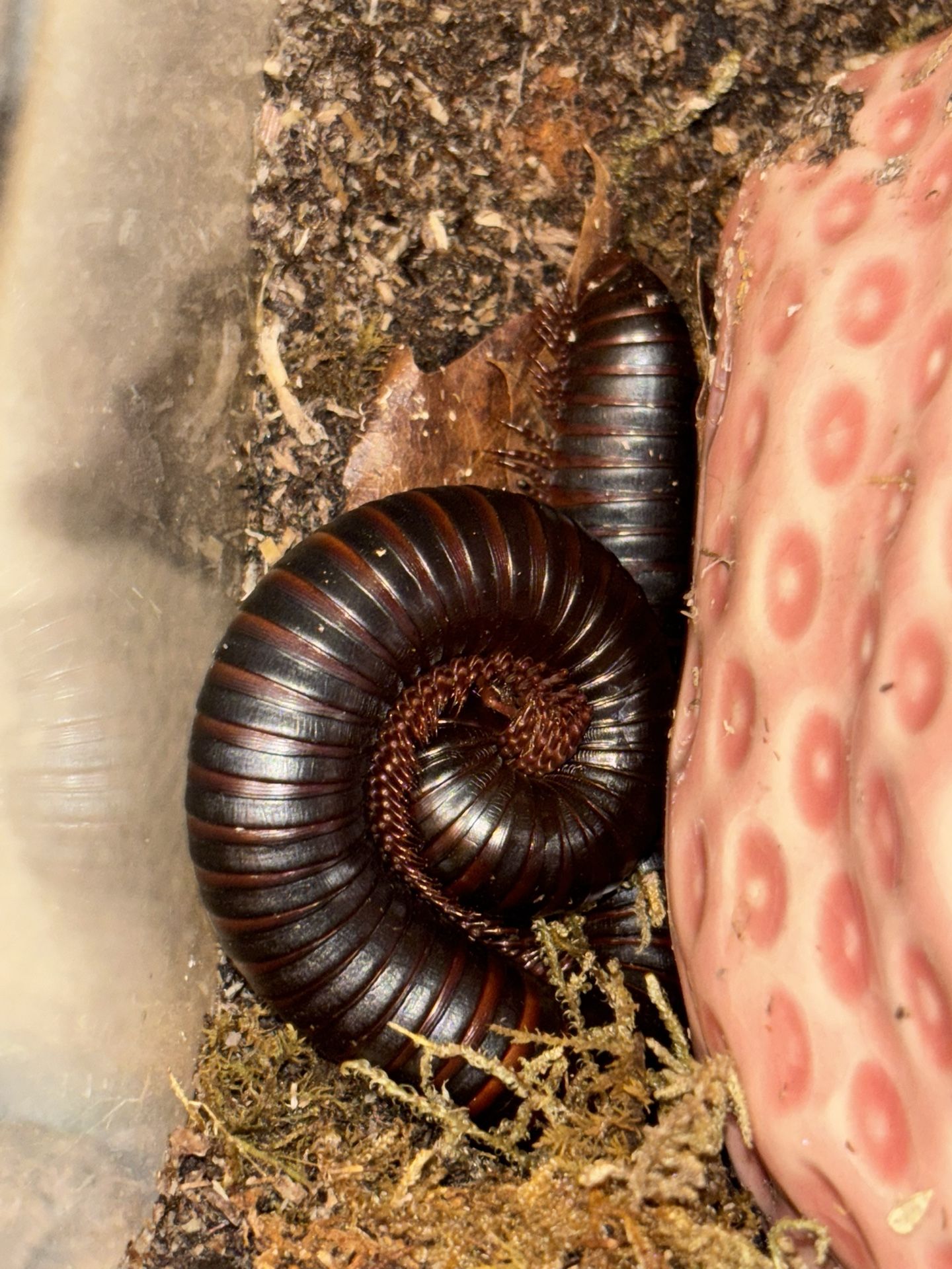 *LIVE* African Giant Millipede & Enclosure + Materials