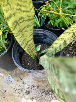 Snake plant