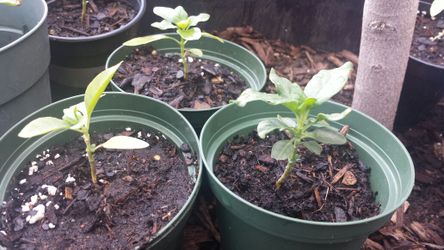 2 pots of Kanakambaram seedlings