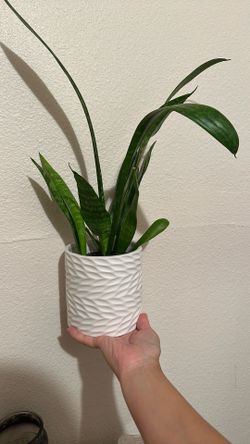 Snake Plant With Pot