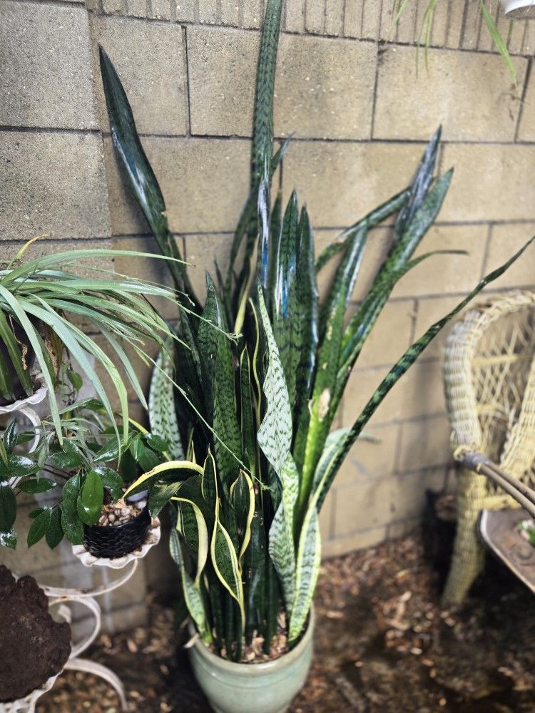 Large Sansevieria Plant