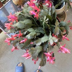 Thanksgiving Cactus (Schlumbergera truncata) with Pot
