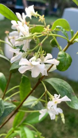Star Jasmine – Blooming & Fragrant 🌿🤍