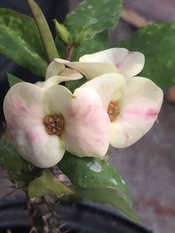  Corona De Cristo Orkidio