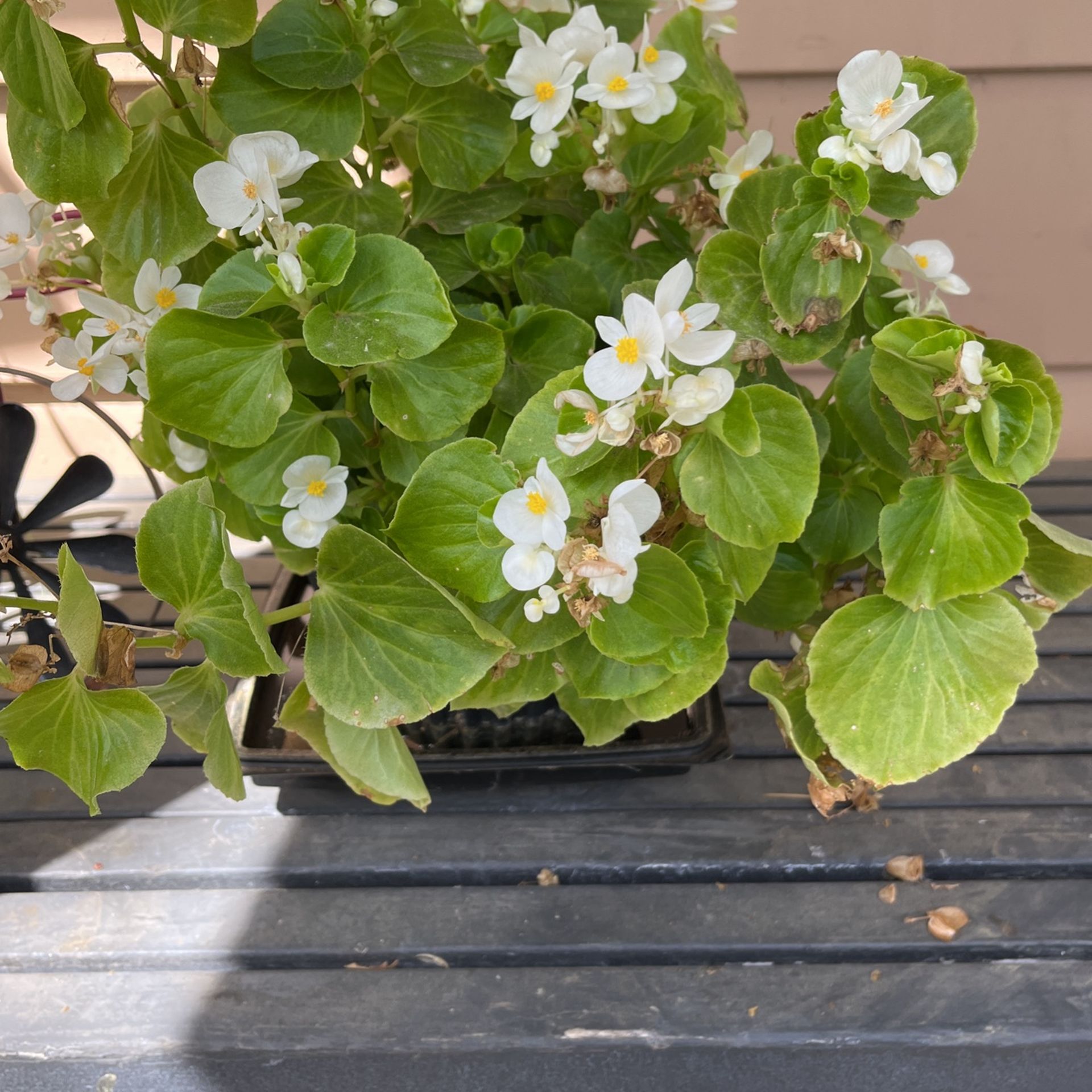 Flowering Plant In Pot Decorative 