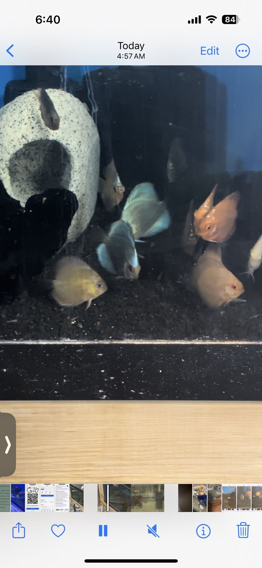 Diacus Fish Stickers