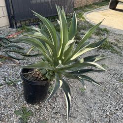 Various Plants For Sale