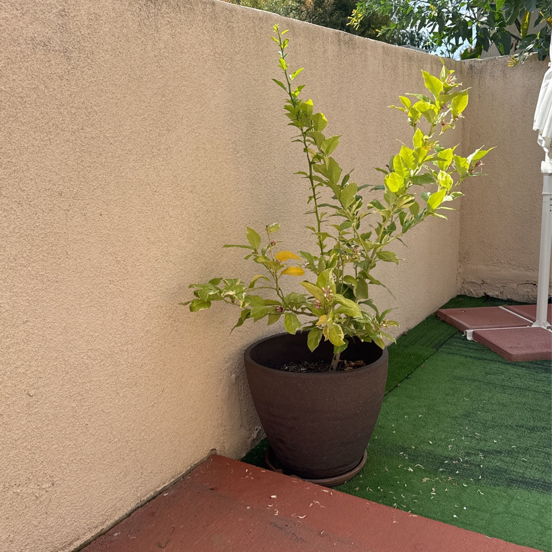 Lemon Tree + Pot 