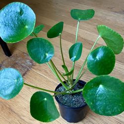 Non-Toxic Chinese Money Plant / Free Delivery Available 