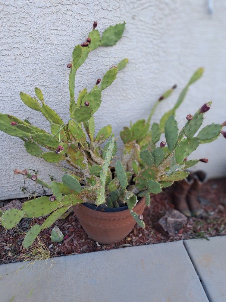 Cactus Plants for Sale