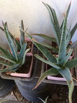 ALOE  VERA PLANTS  , 12”” Tall