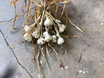 Elephant garlic