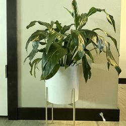 Peace Lily Plant & Pot With Stand