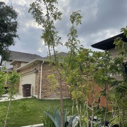 10 Feet 4 Year Old Indian Neem Tree