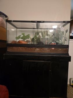 Vivarium 40 gallon with wooden stand