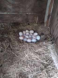 A Dozen Organic Eggs