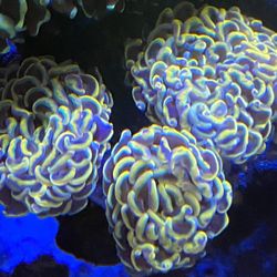 Fake Aquarium Decoration