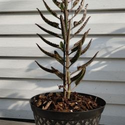 Alligator 🐊 Plant 