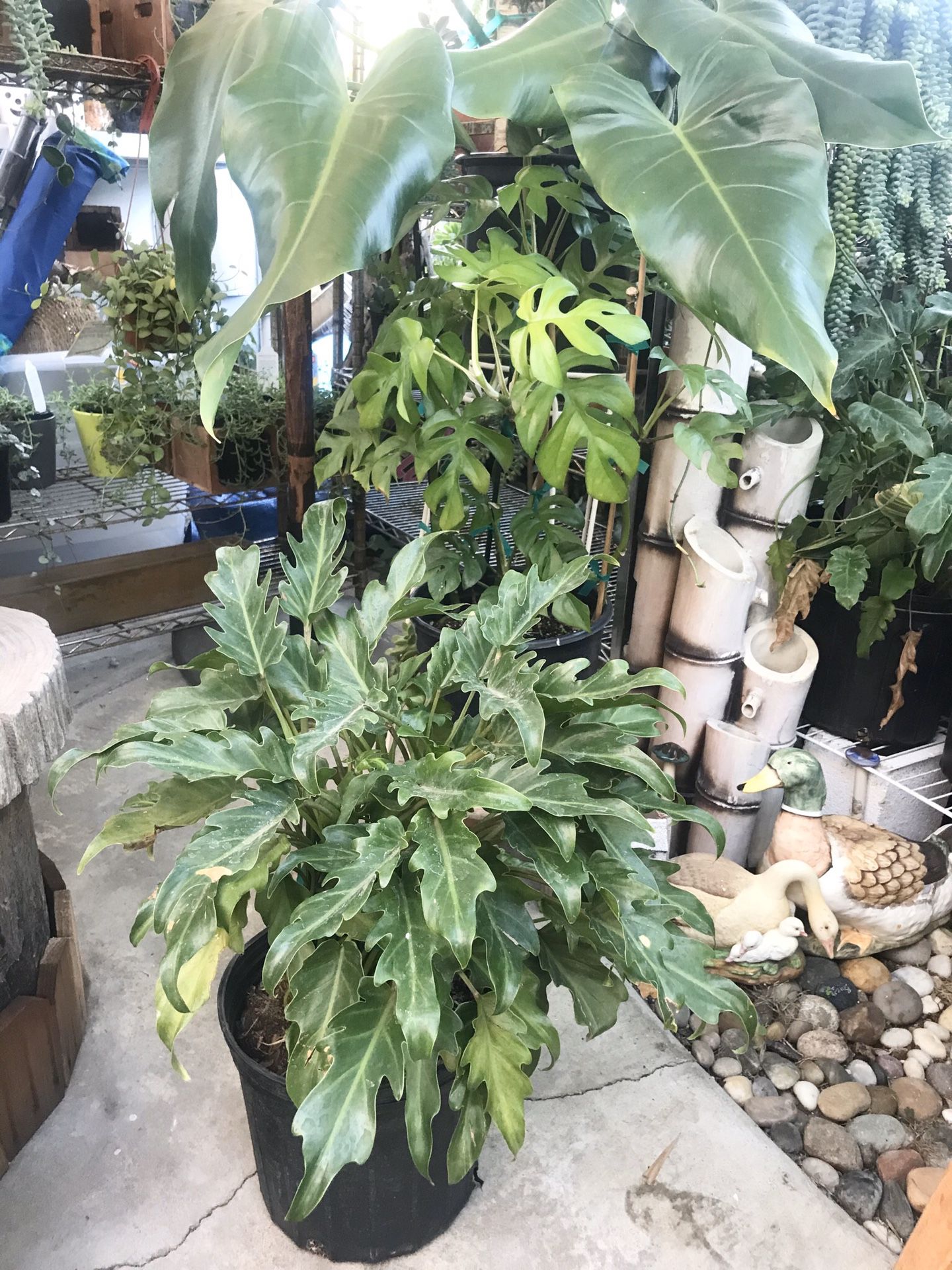 Plants (3gallons pot Philodendron Xanadu $15) I have 6 of them