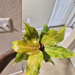 Philodendron Orange Marmalade