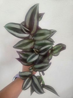 Tradescantia Zebrina Plant Cuttings