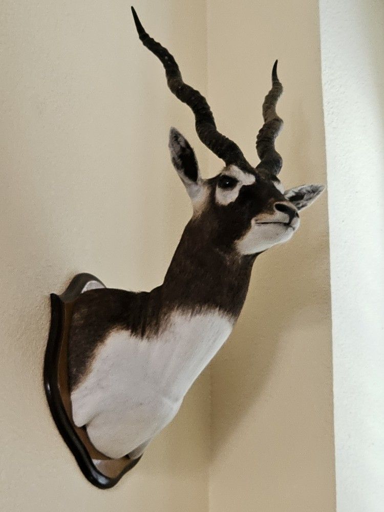 BLACK BUCK MOUNT DEER TAXIDERMY TAXIDERMIST WOOD FUR ANTLER ANTLERS SHOULDER MOUNT OAK WOOD BACK
