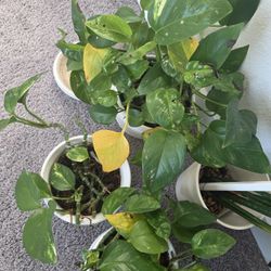 3 Pothos Plants In 6 Inch Pot No White Pot Included