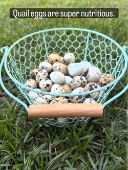 Organic Quail Eggs