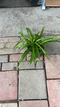 Planta