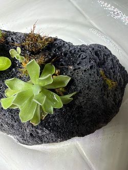 Pinguicula “estrellita”