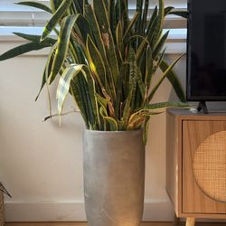 Cement Inspired Pot With Mature Snake Plant