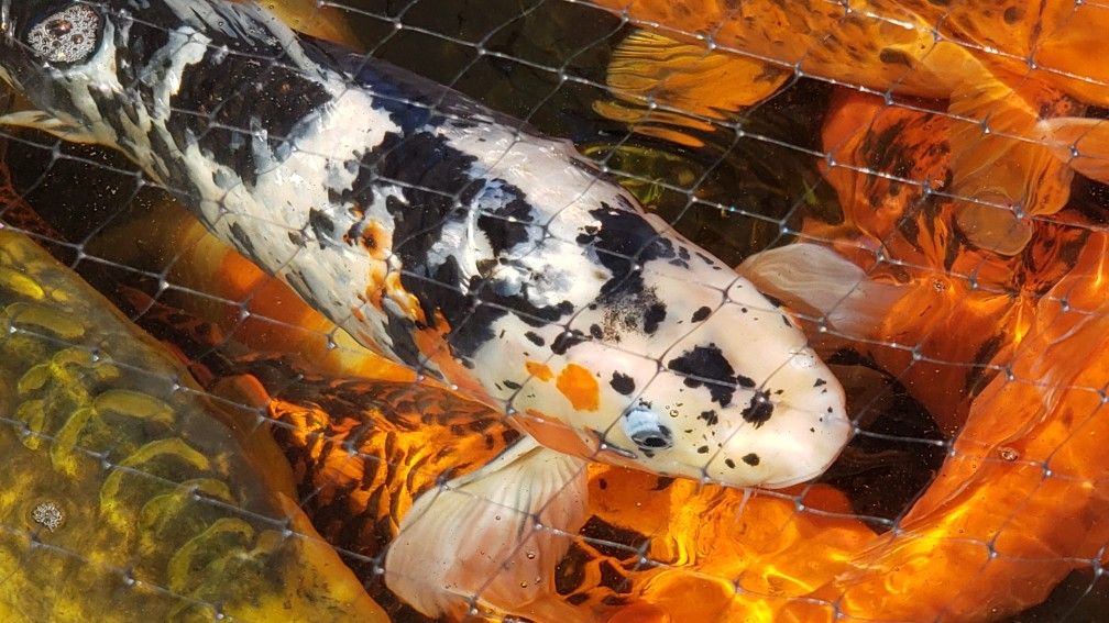 pond koi