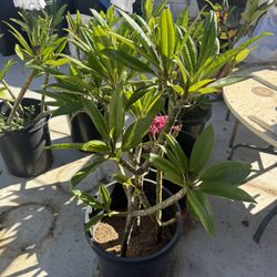 Plumeria Trees 