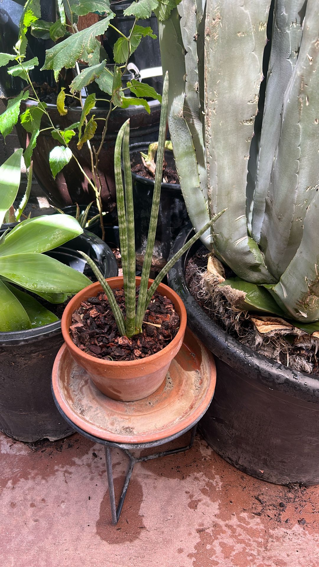 Cylindrical Snake plant