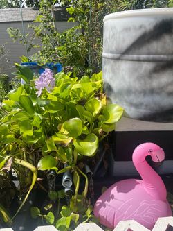 Water Hyacinth x 3 plants (aquatic floating pond plant)