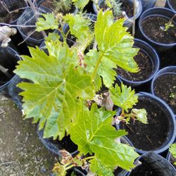 🍇Red Grape Plant (Summer Royal) Seedless