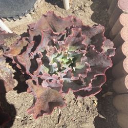 Purple Succulent Plants