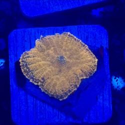 Orange Rhodactis Mushroom Display Decor