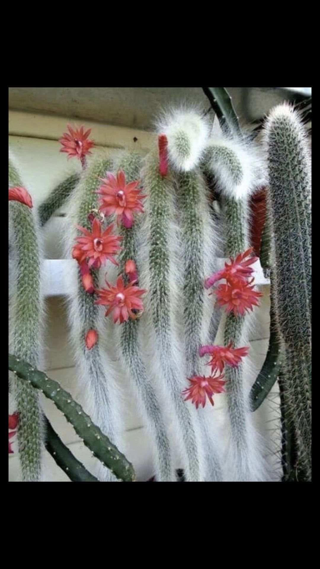 Monkeytail cactus