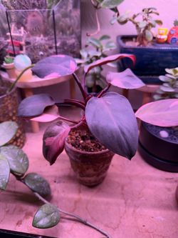 Philodendron pink princess plant