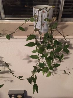 Wandering Jew live plant