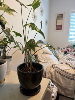 White Knight Syngonium Albo in Ceramic Pot