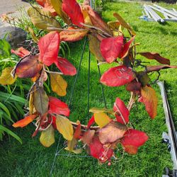 Autumn Wreath
