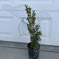 Wire And Plant Yard Designs, Plant Grows Out To Be The Figure Of A Dolphin, Perfect Gift 💝 