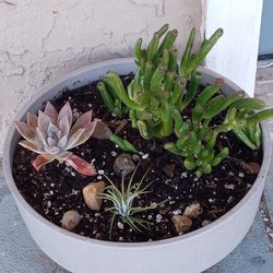 Mini succulent arrangement 